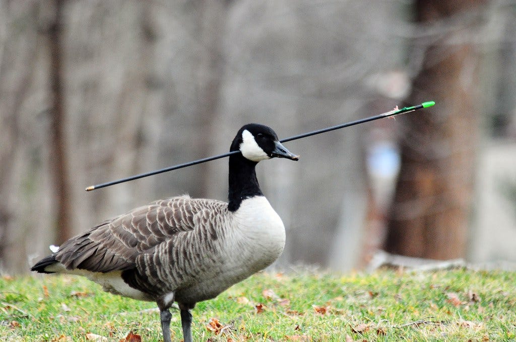 goose with arrow through it's head | This goose has been wal… | Flickr