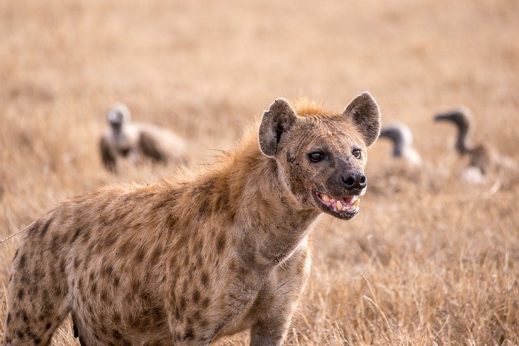 What Hyenas Can Tell Us about the Origins of Intelligence - Scientific  American