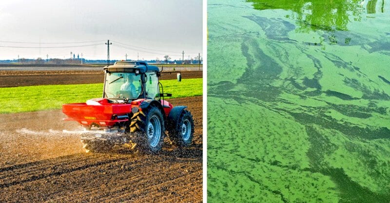 chemical fertilizers algae blooms dead zones feature