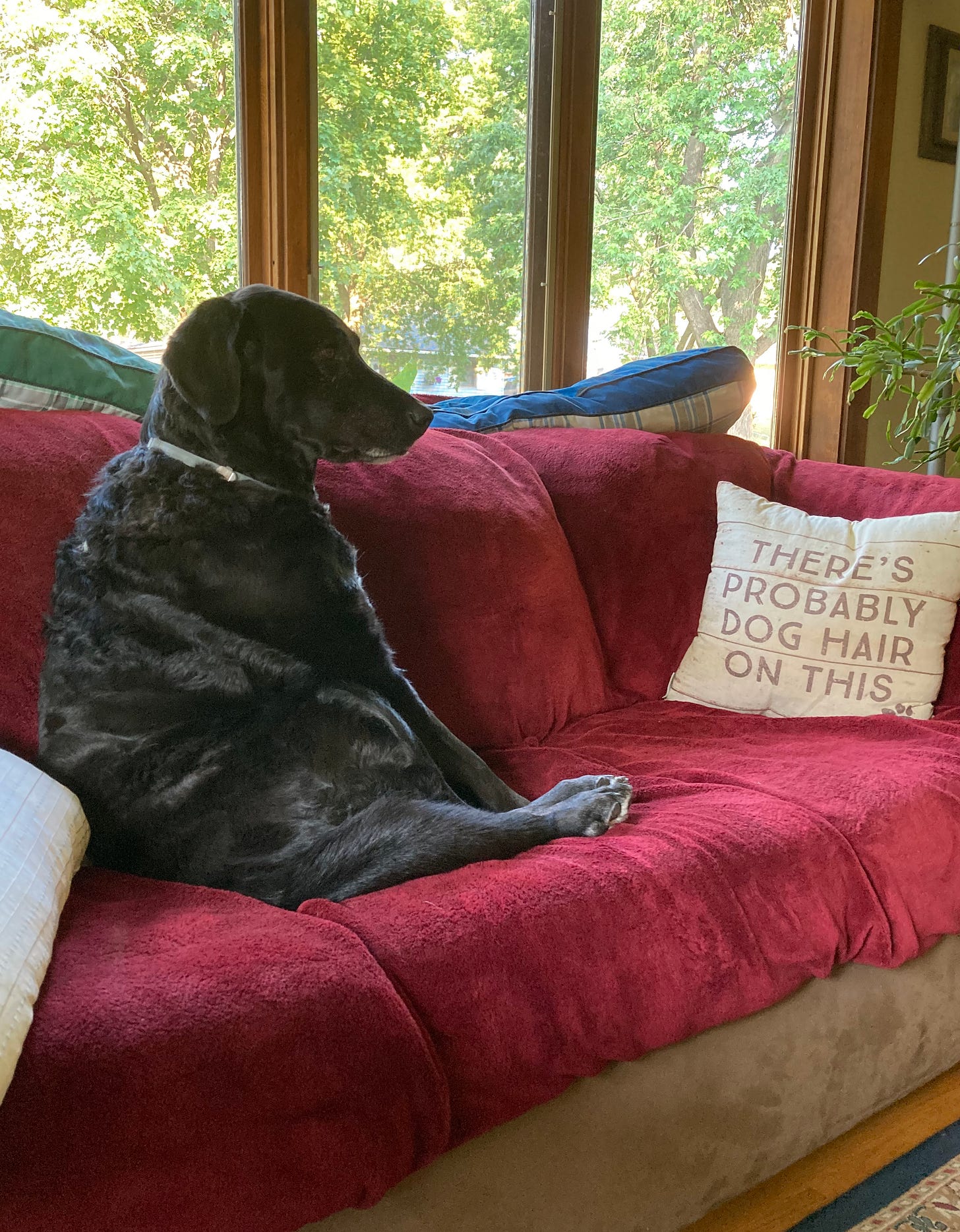 Black lab sitting almost like a human on a couch with a pillow that says, "There's probably dog hair on this" and a window showing green maple trees in background.