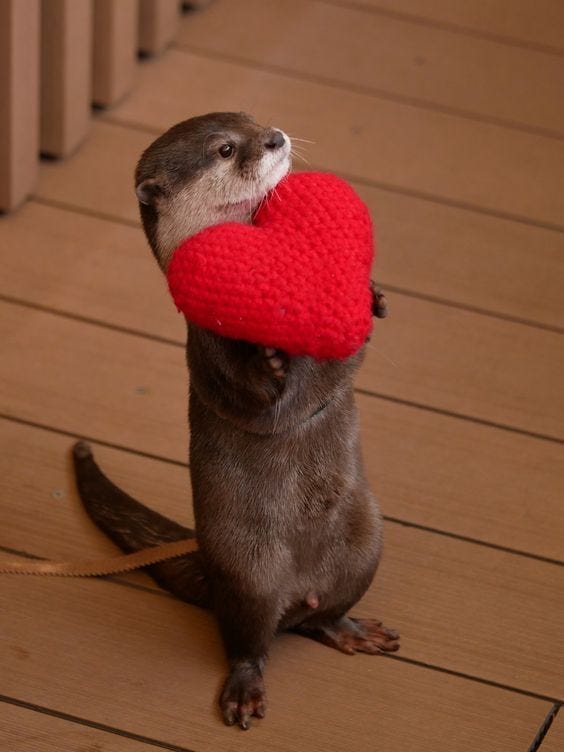 Otter Heart | Otters cute, Cute animals, Cute baby animals