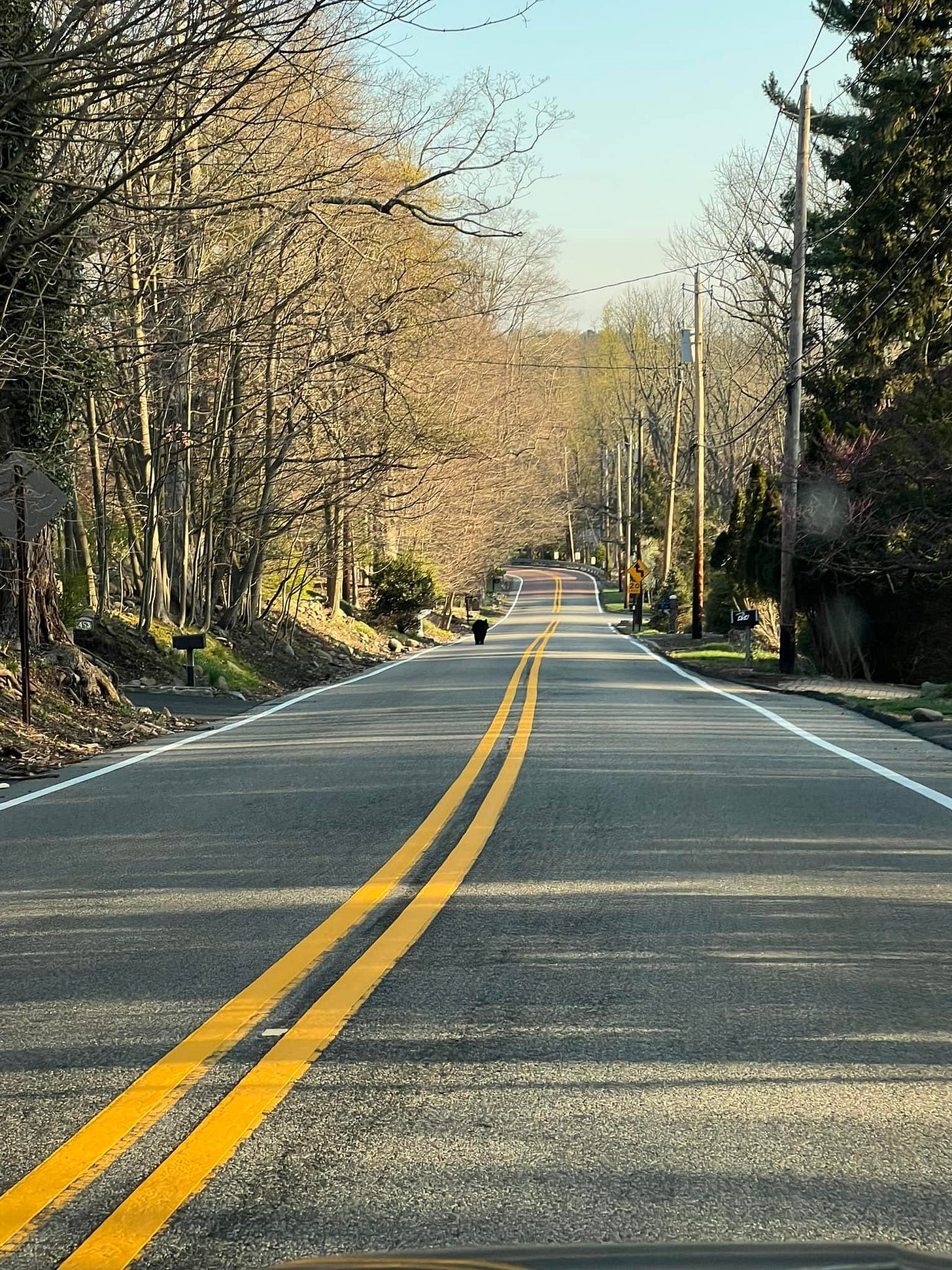 May be an image of nature, road and tree