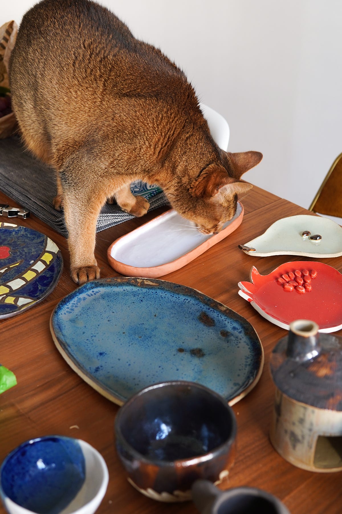 mon chat inspectant quelques pièces de poteries posées sur la table