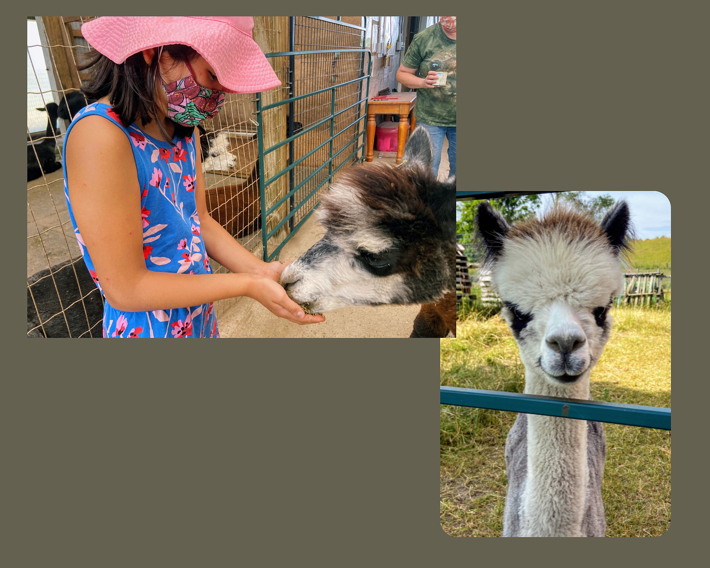 girl feeding alpaca from palm in photo 1; alpaca looking at camera in photo 2
