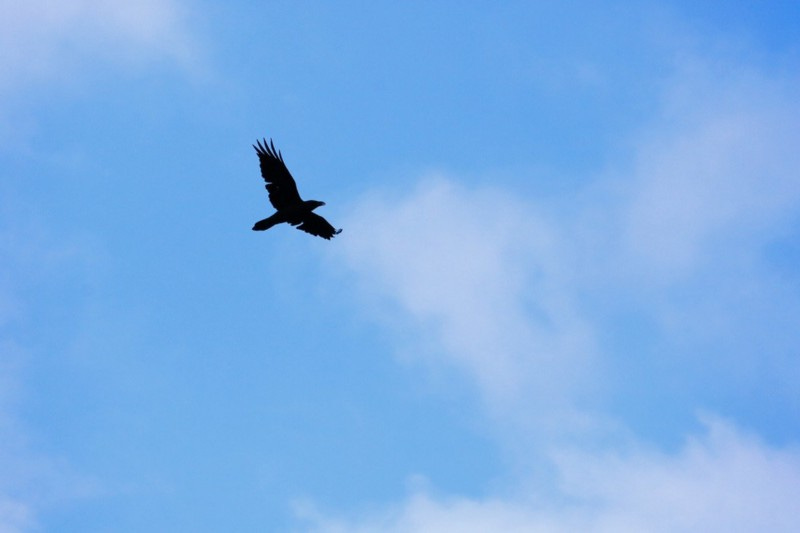 Raven against blue sky.