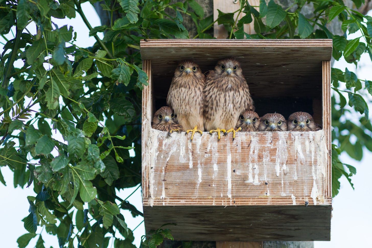 Two owl parents and four owl babies perched closely inside a wooden nesting box, appearing to scowl at the camera but still managing to look cute anyway