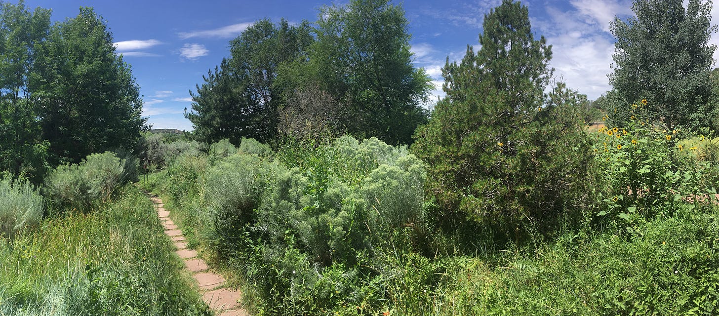 PHoto of the lush greenery on the ground of the Upaya Zen Center on colonized land of the Pueblos Nation, what is currently called "Santa Fe"