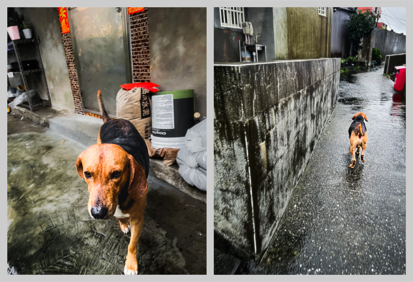A beagle wanders the rainy streets on the mountain above Jiufen Old Street