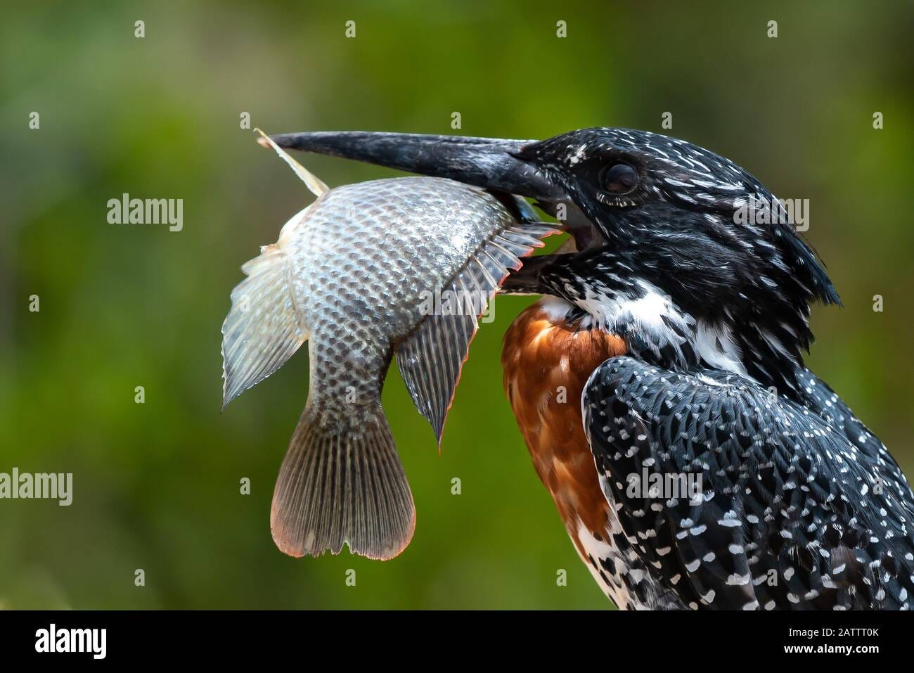 Bird v fish - a giant kingfisher - Megaceryle maximus - with a huge  redbreast tilapia - Coptodon rendalli - it caught in the Sabie River in the  Kruger Stock Photo - Alamy