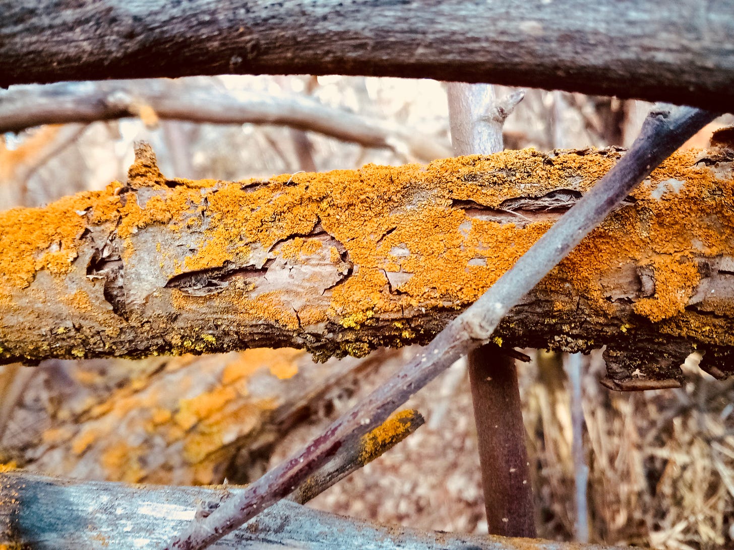 Log with golden lichen