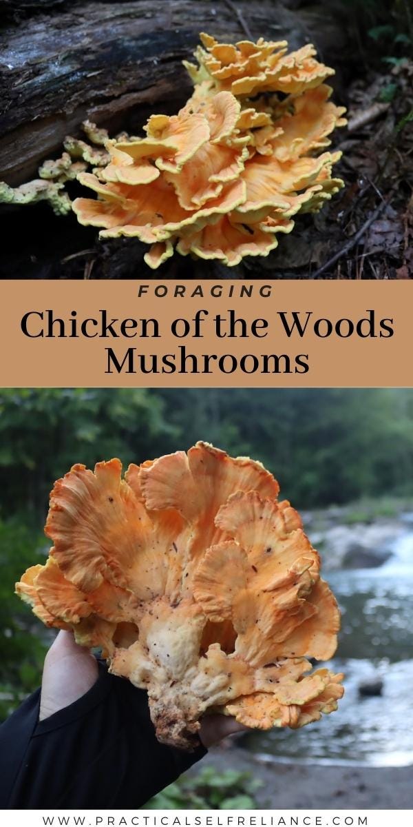 Foraging Chicken of the Woods Mushrooms