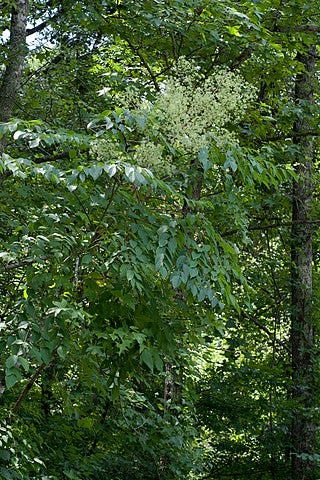 Medicinal Trees: Aralia Spinosa, Devil’s Walking Stick