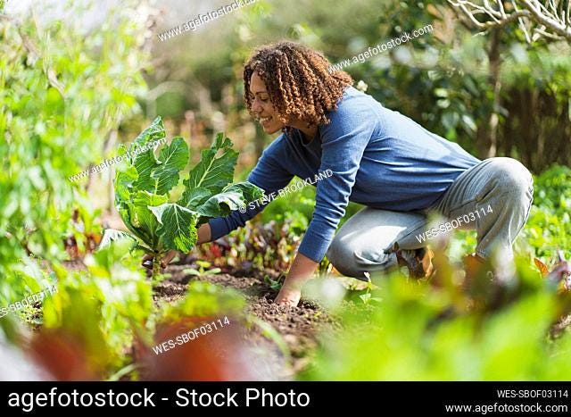Garden in a three quarter position Stock Photos and Images | agefotostock