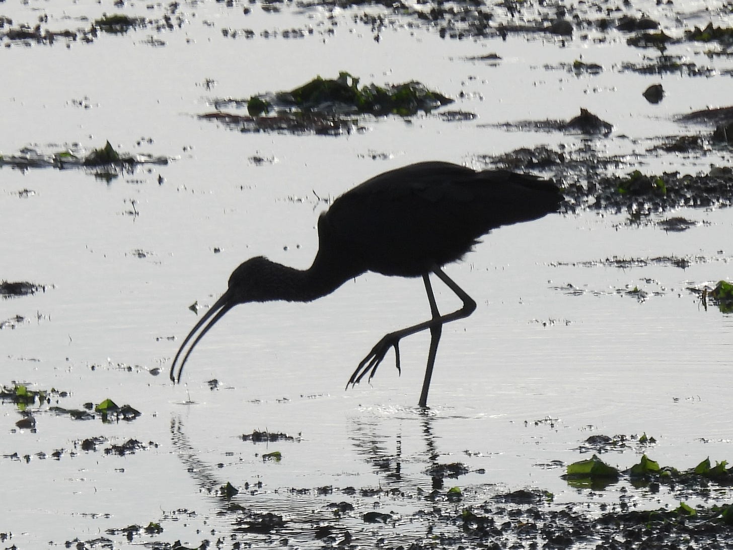 A silhouetted large bird feeding in shallow water on a beach, with seaweed in clumps scattered around. The bird has a long, downcurved bill and long legs. The bird is facing to the left of the frame