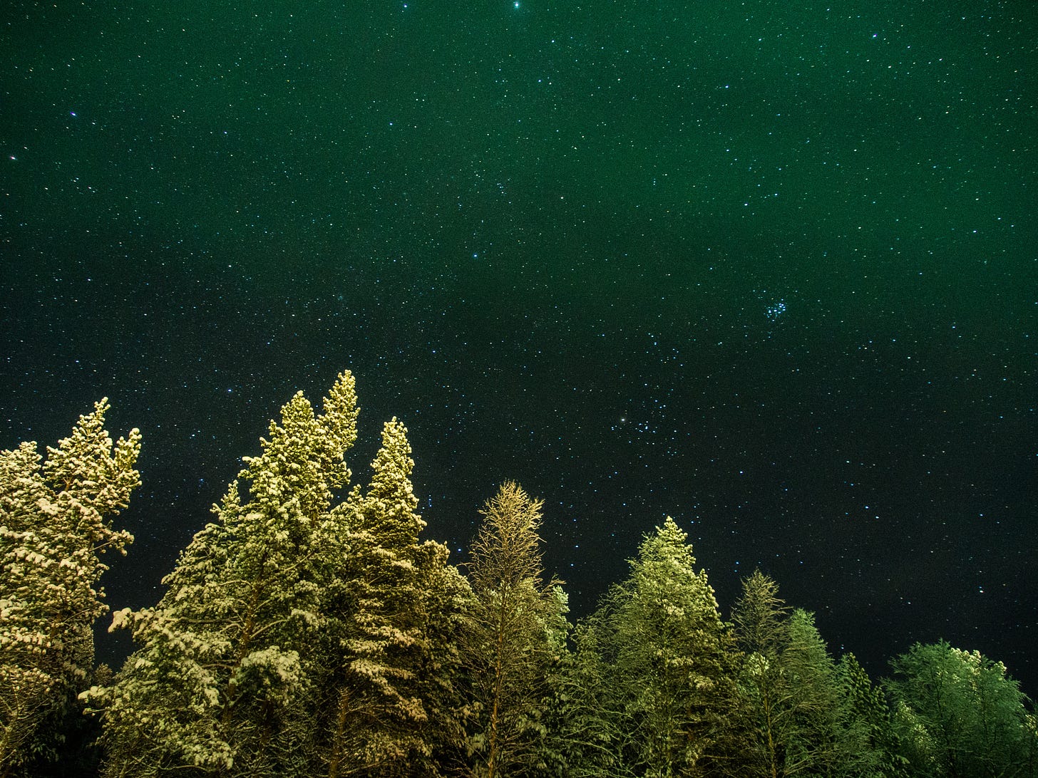 A line of tall pine trees at night, with a starry, green-tinged night sky overhead.