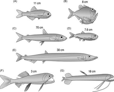 Black and white illustrations of seven different mesopelagic fish and their measurements, which range from 3 to 70 cm.