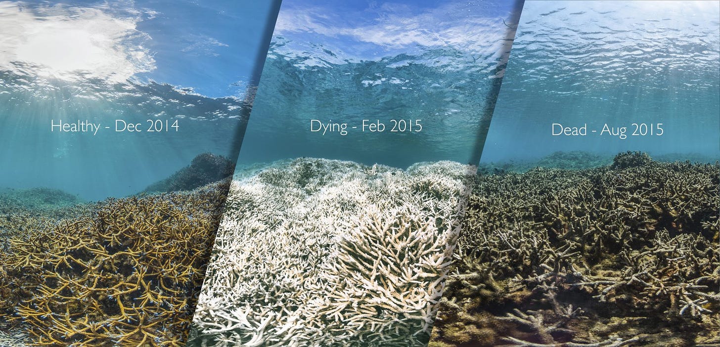 reef in American Samoa before, during and after a coral bleaching event. (The Ocean Agency/XL Catlin Seaview Survey/Richard Vevers)