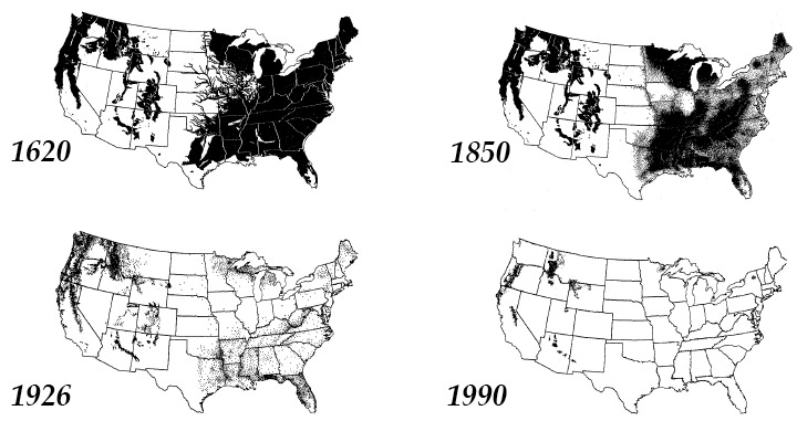 Map of "Virgin Forest" in the USA through the years ...