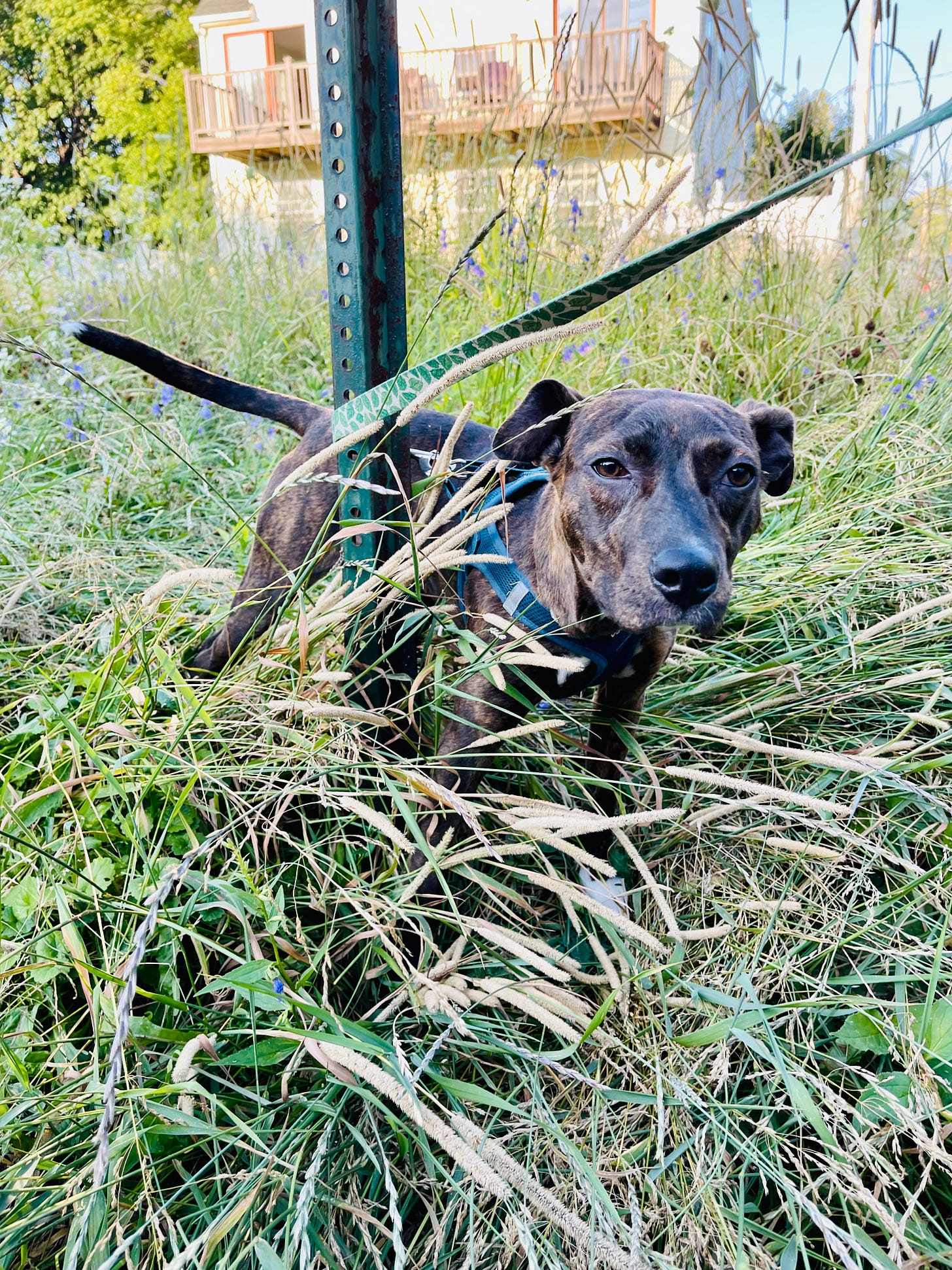 puppy in long grass with her leash tangled around a pole