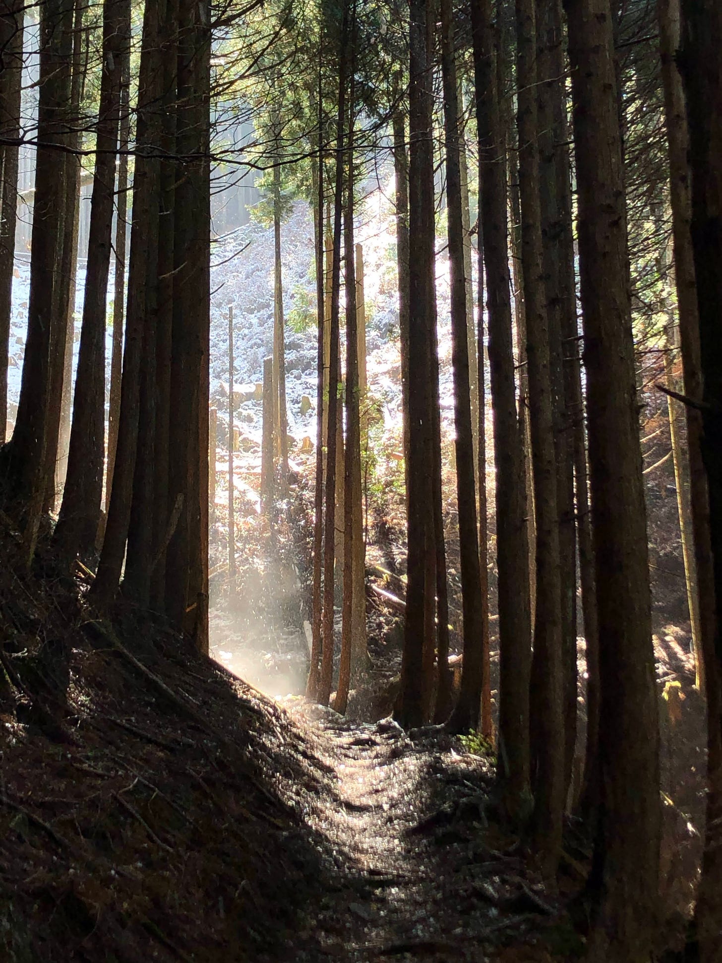 Light falling between the trees and onto a mountain trail