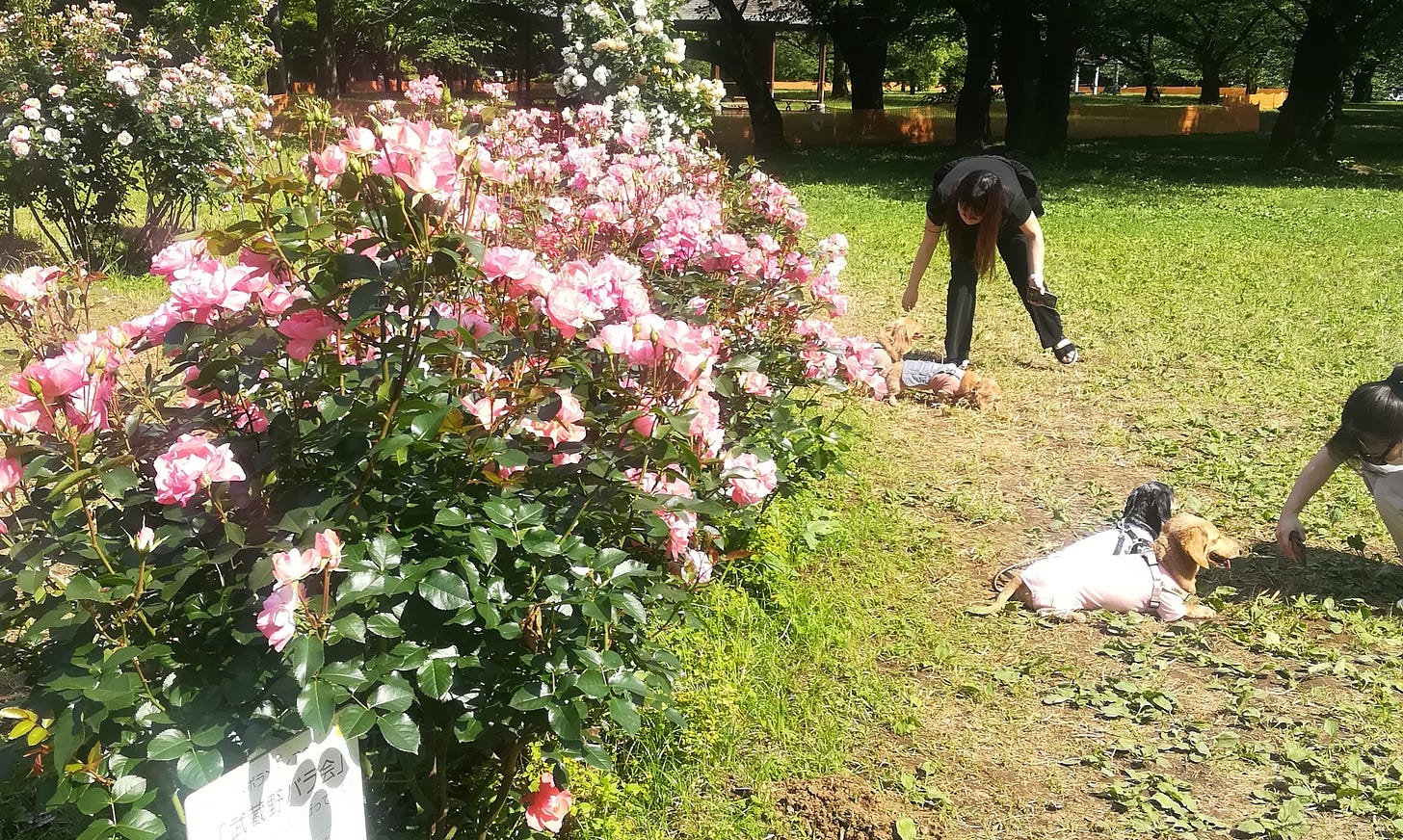 Two sets of little dogs dressed in outfits in front of a bush of blooming pink roses. Their owners prepare to photograph them.