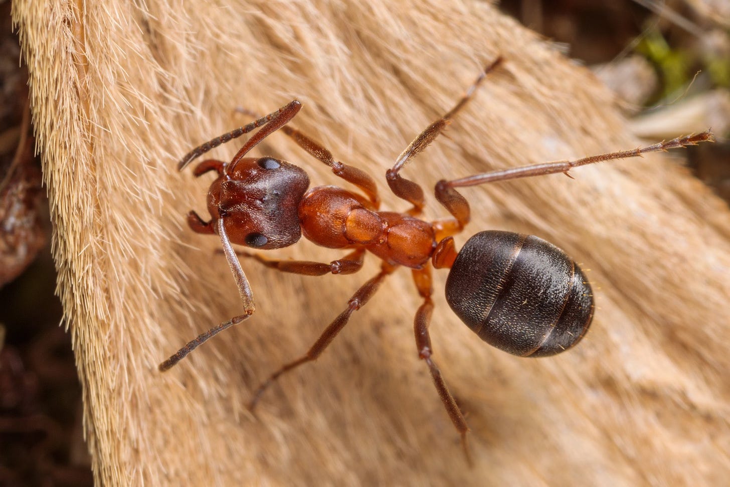 narrow-headed ant