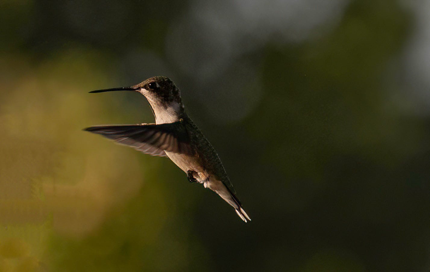 Female Rufous hummingbird with wings pointed forward and facing to the left with a blurred background