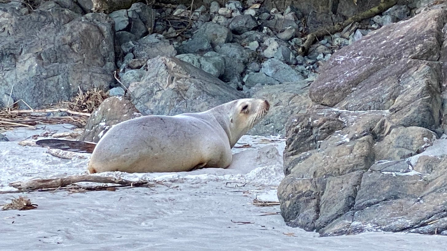 A sealion blending in very well with the grey rocks around it