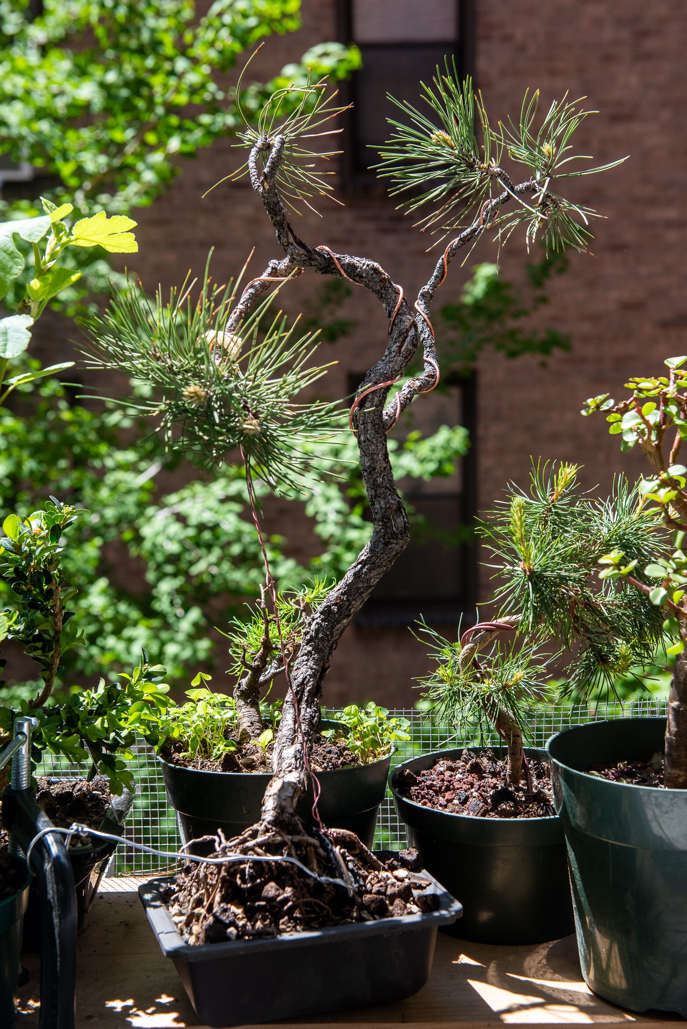 Image description: Picture of ponderosa pine tree in a literati style on my plant shelf. End image description.