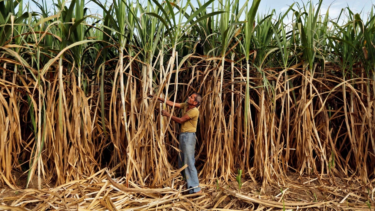 Centre hikes sugarcane FRP to Rs 290 per quintal; rules out raising sugar  selling price | Deccan Herald