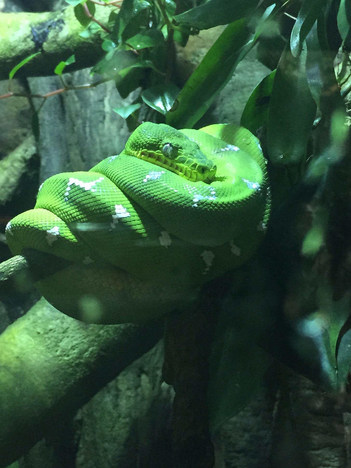 Photo of a snake I took in Vancouver Aquarium, Canada in 2015