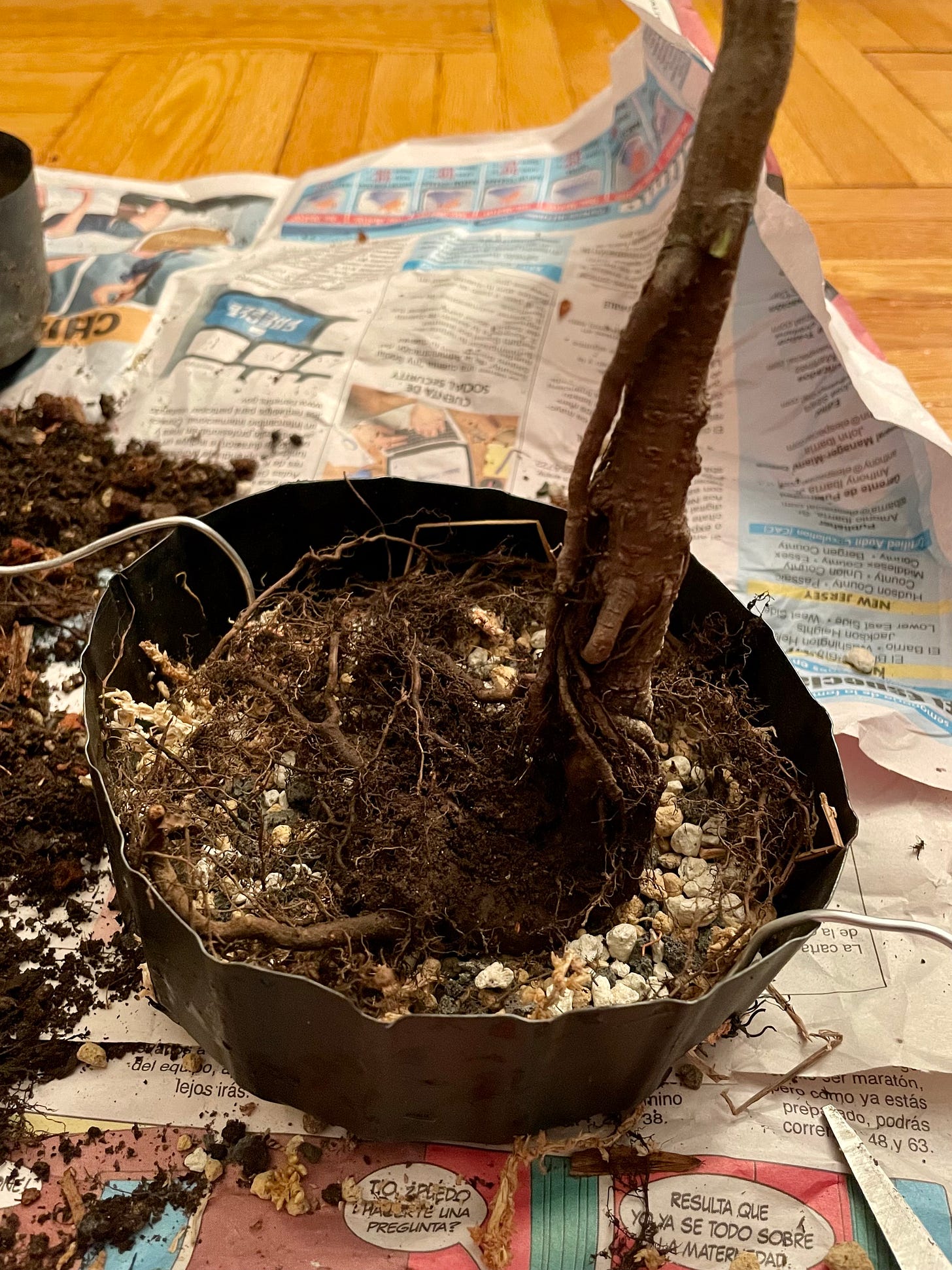 ID: Photo of beech tree going into its new pot, atop a thin layer of rocky bonsai substrate.