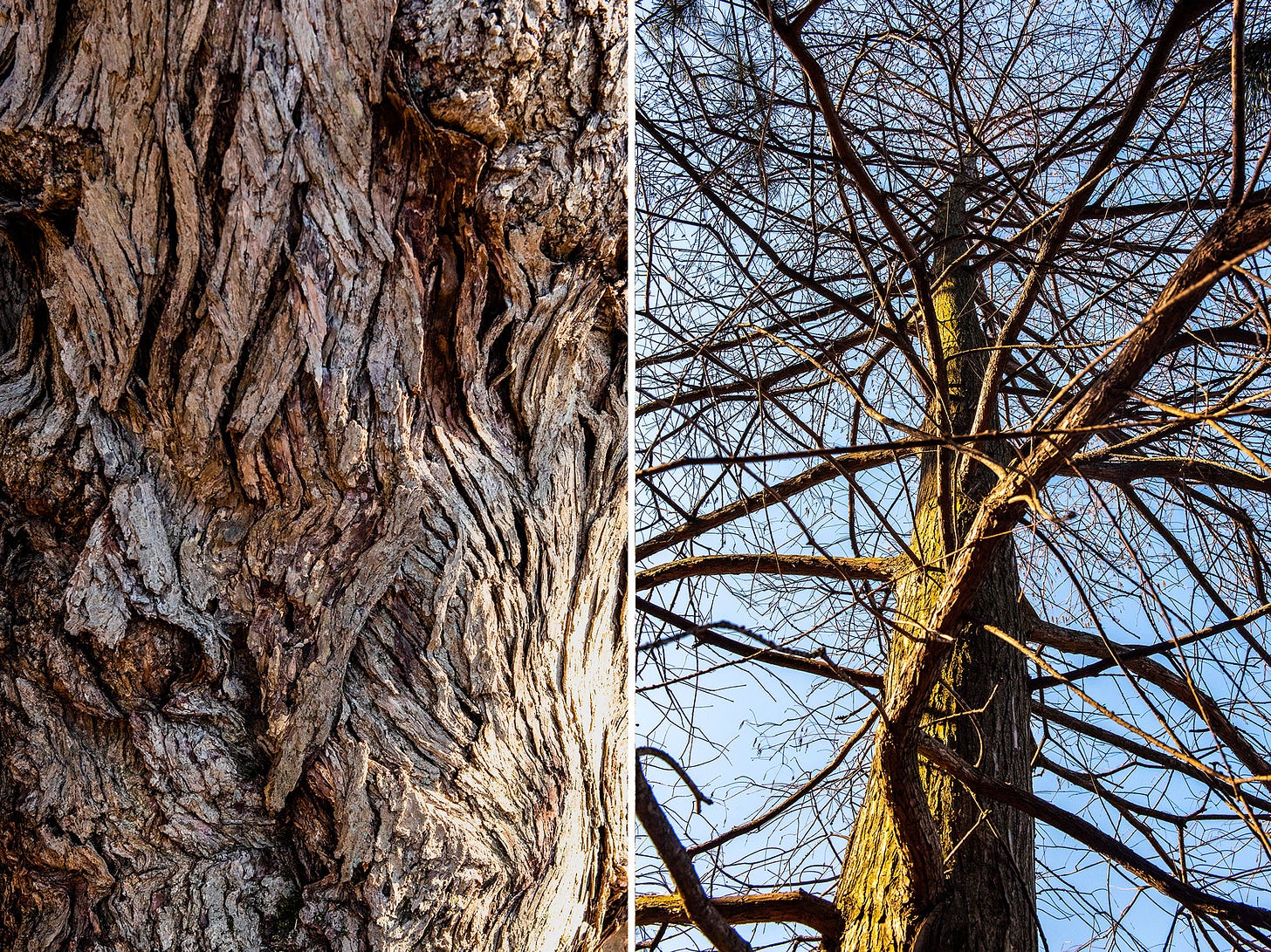 ID: Two vertical photos. On the left is deeply furrowed hickory bark, on the right is a bare redwood viewed from below.