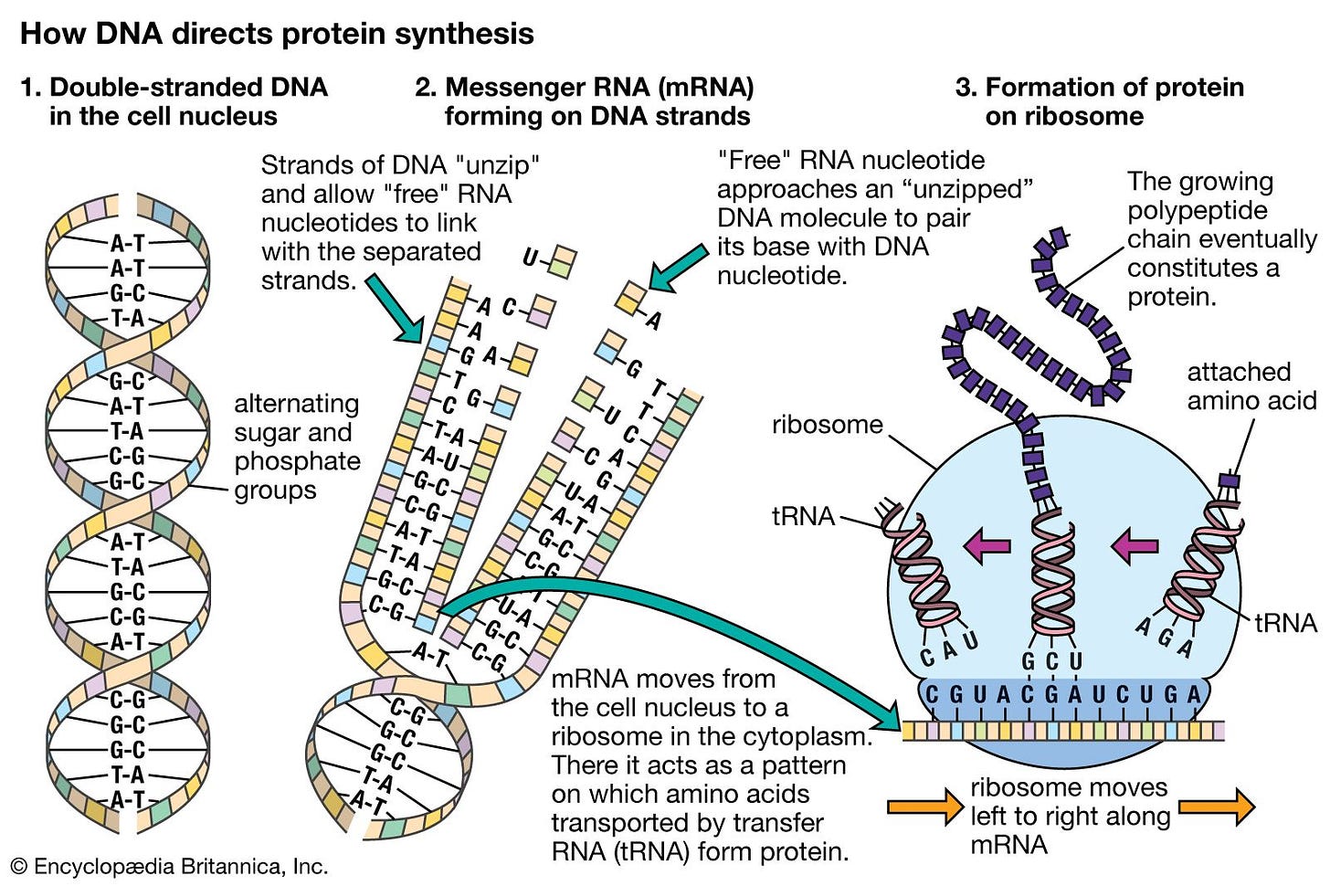 life - DNA, RNA, and protein | Britannica