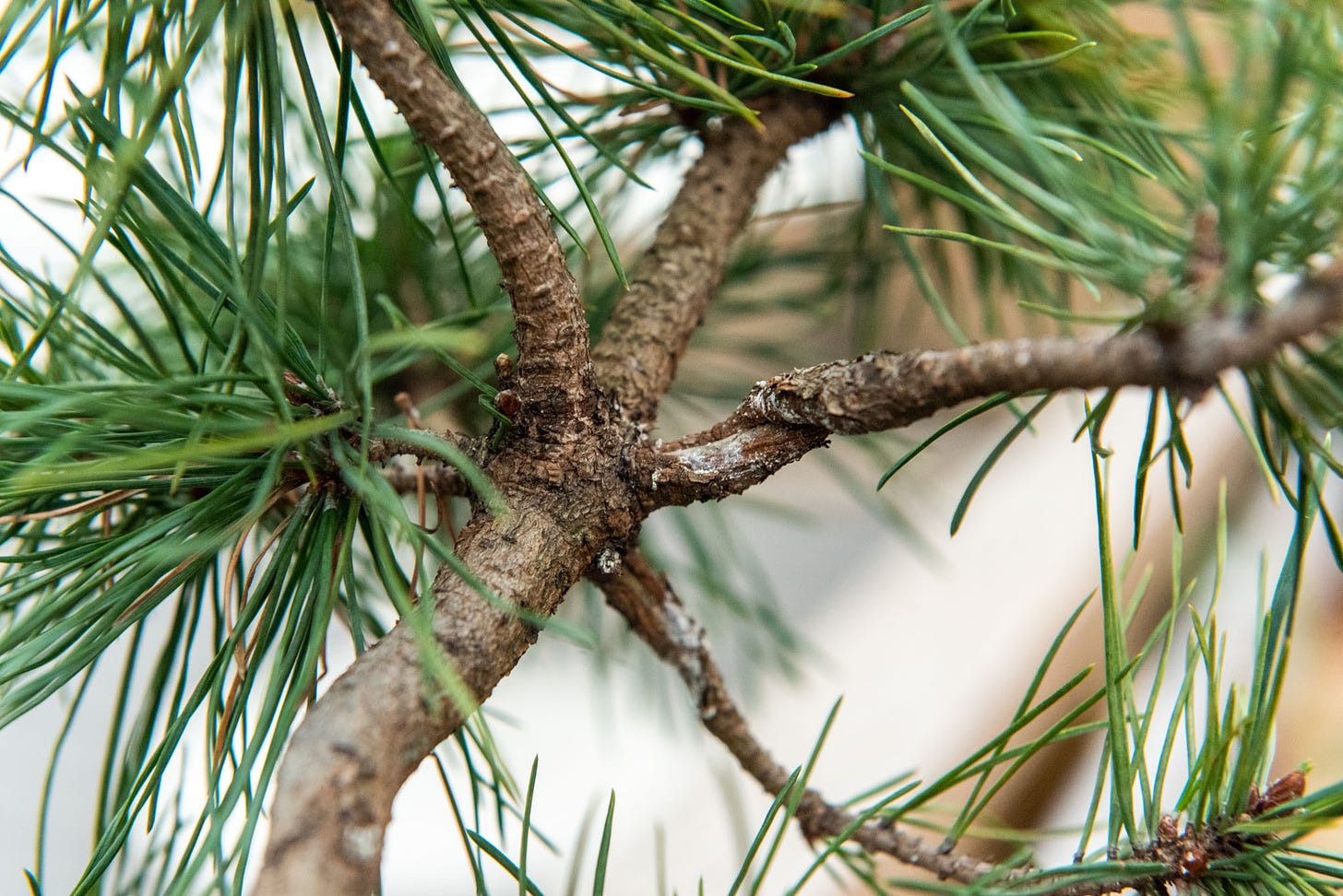 ID: Close up of a whorl of branches all emerging from the same part of the trunk