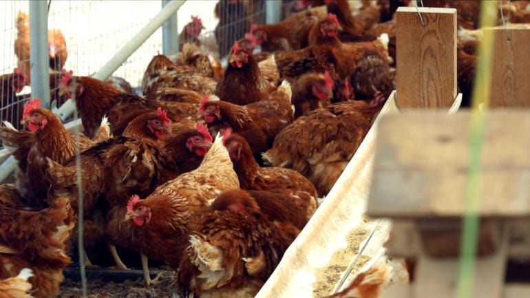 U.S. egg costs rise amid bird flu outbreak | CGTN America