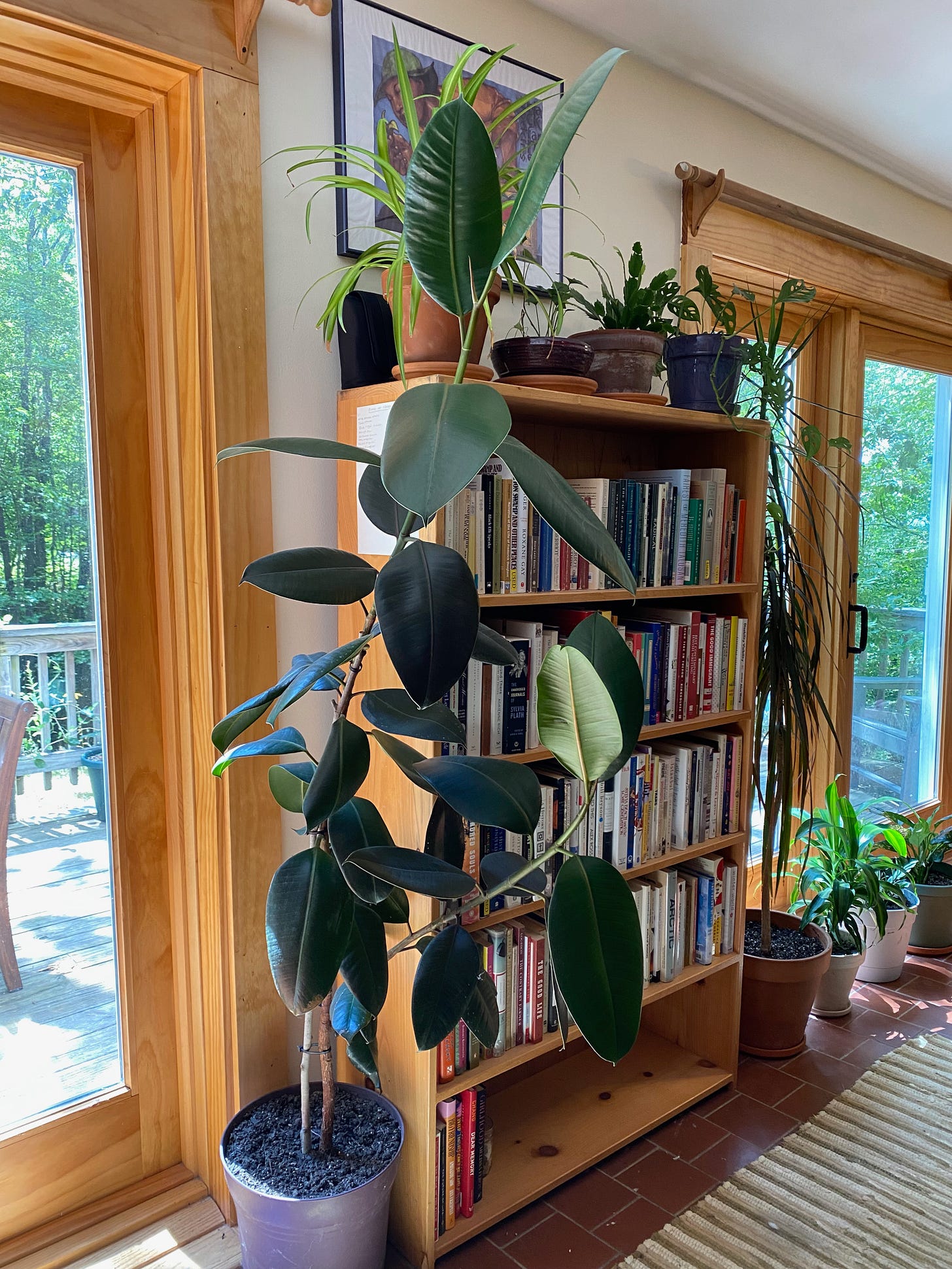 An extremely tall rubber tree in a sunny room in front of a bookshelf.