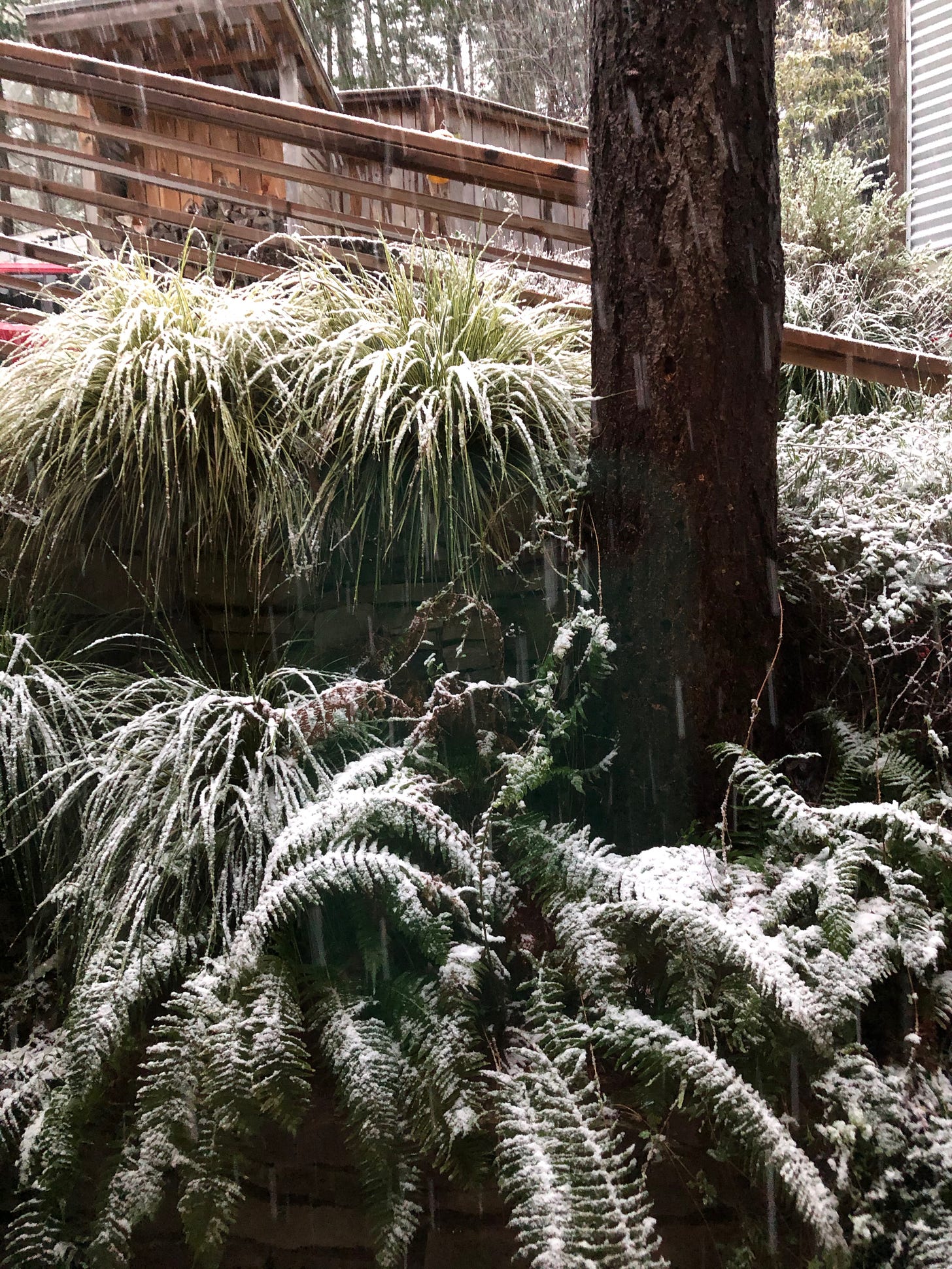 Morning snow blankets the garden on Salt Spring Island