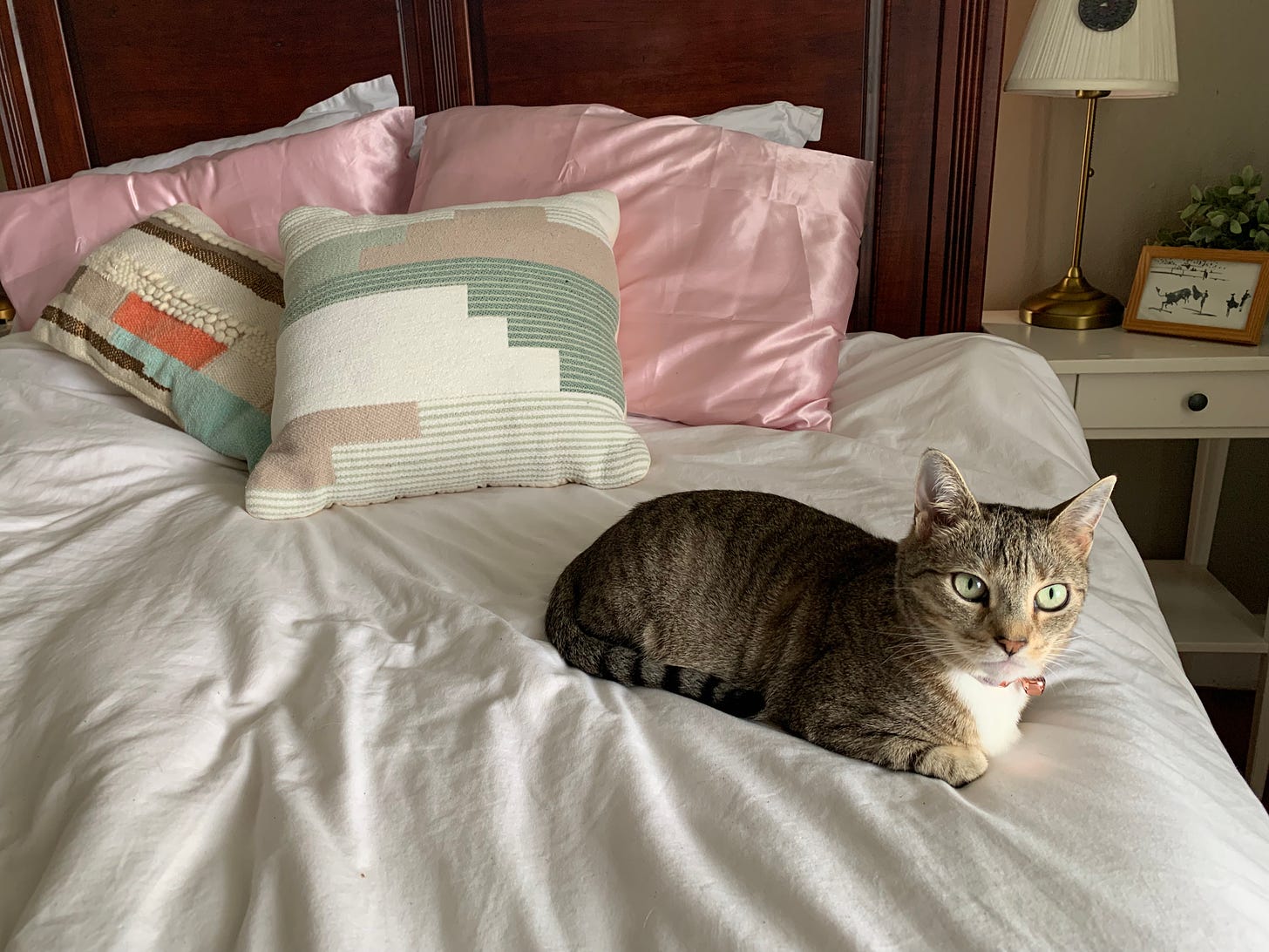 A taby cat sits on bed adorned with pink and patterned pillows, staring at the camera.