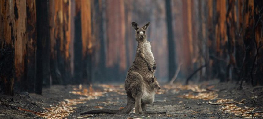 Koalas and Other Marsupials Struggle to Recover From Australia&#39;s Bushfires