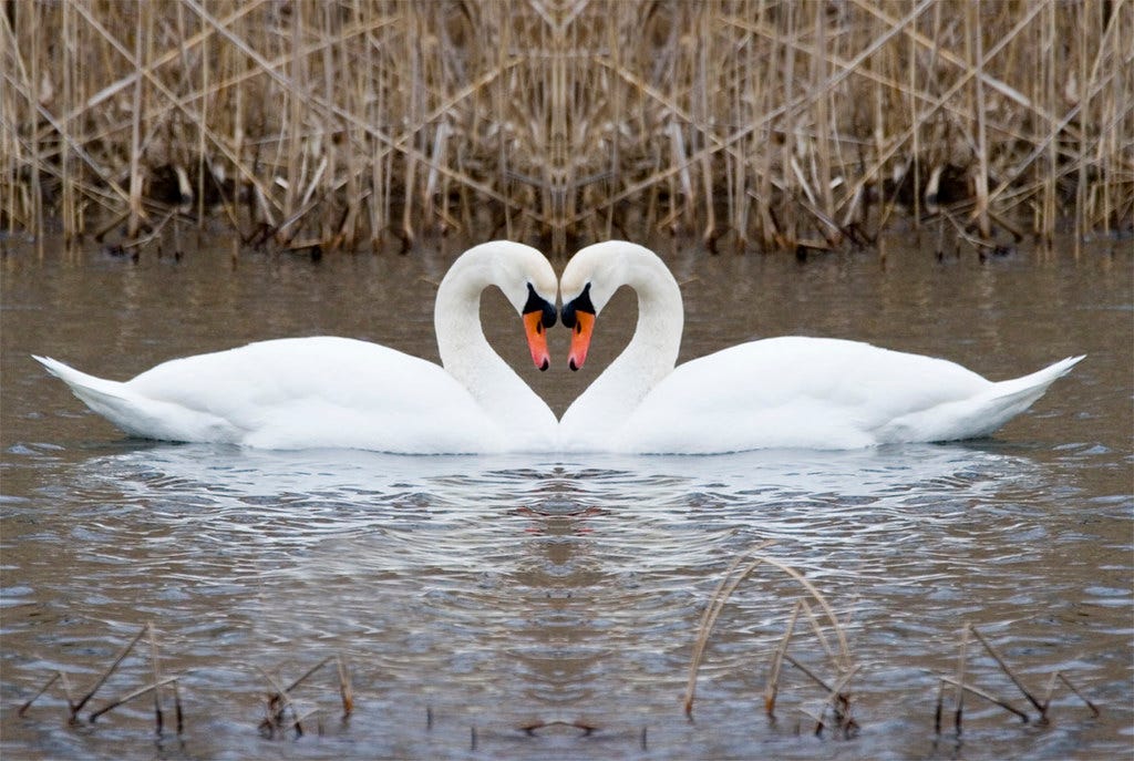 Mute Swan Heart | Bet viewed large On Black. Taken at River … | Flickr