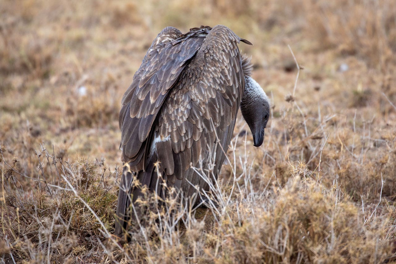 A huge brown vulture sits in short golden grass, their back to the camera. Their deep brown-black head is down and forward, their eyes tilted curiously to look at something in the grass.