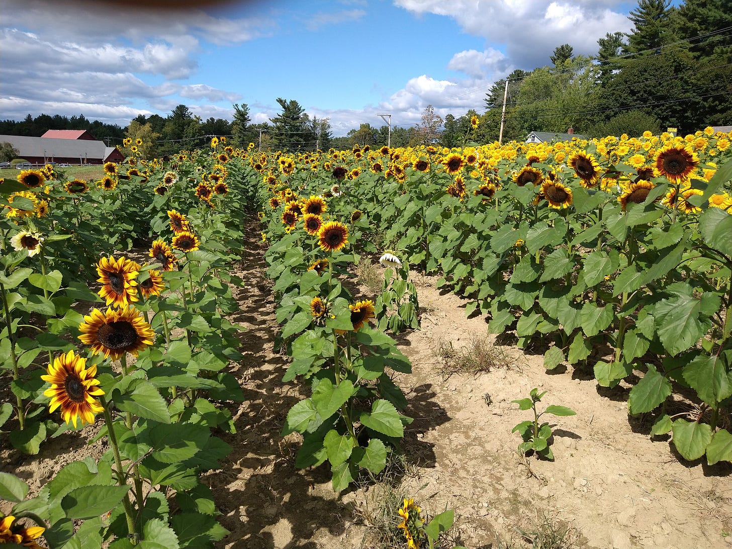 Sunflowers