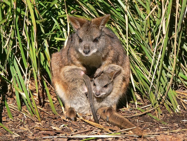 A parma wallaby with a joey