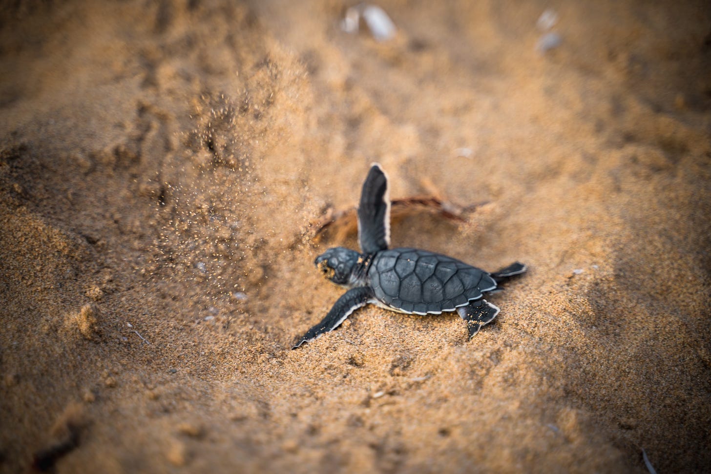 Single baby turtle on the sand.