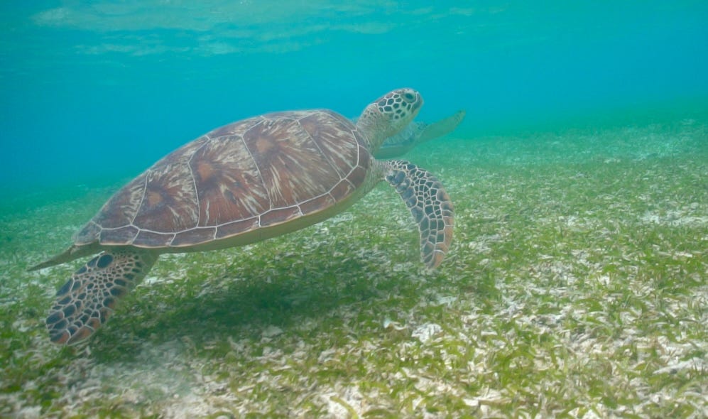 Turtle in seagrass meadow