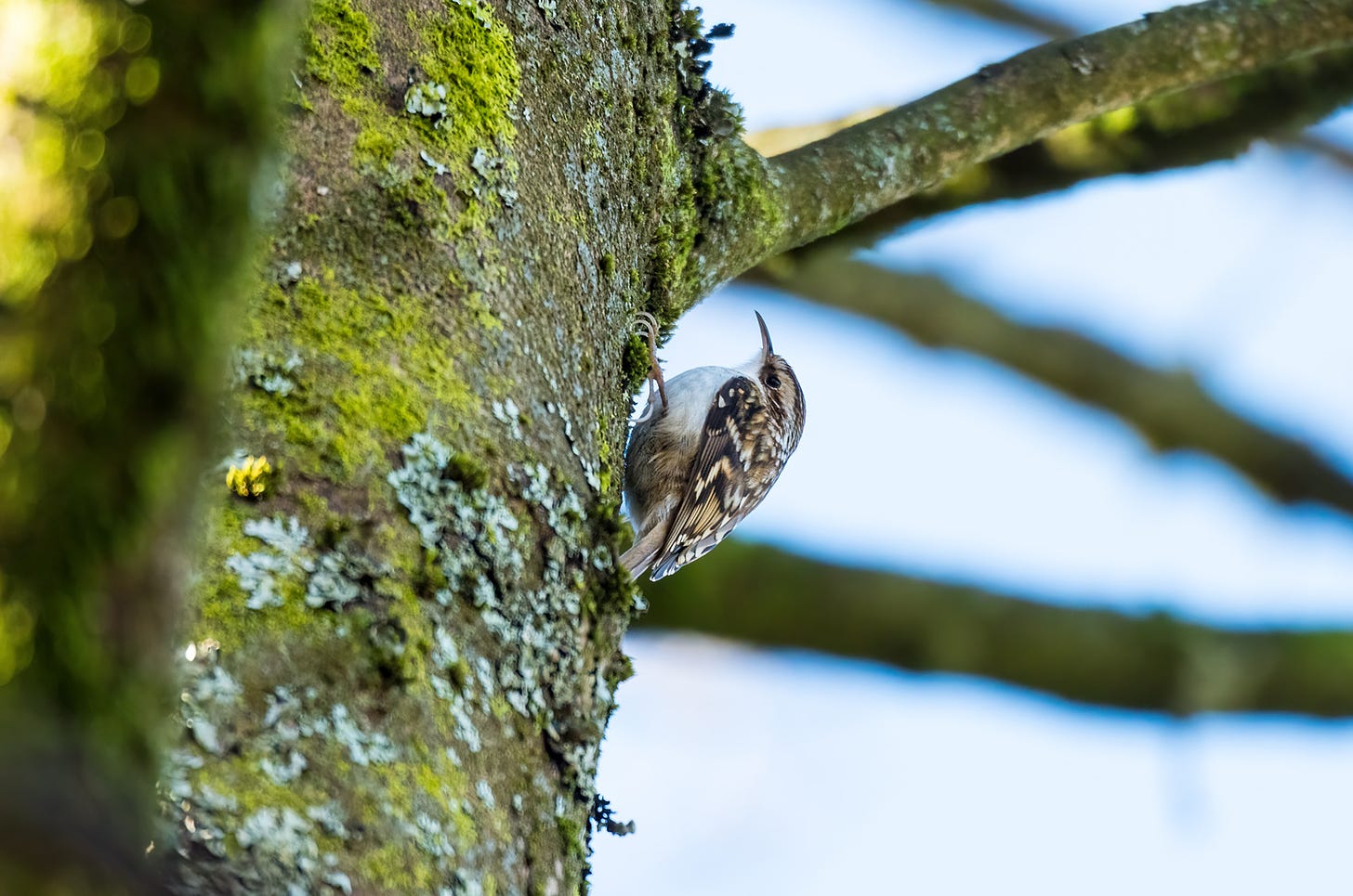 Photo of a treecreeper clinging to a trunk