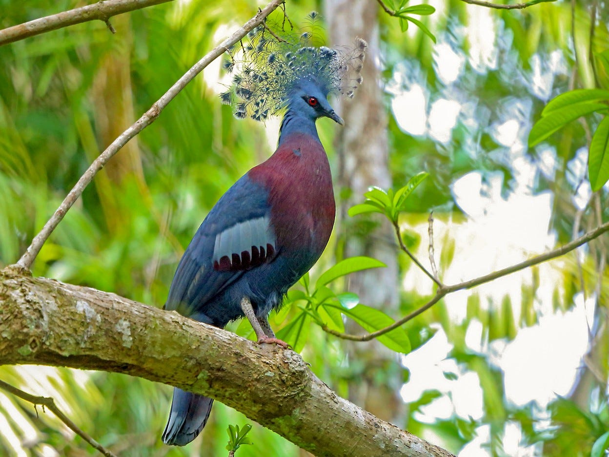 Victoria Crowned-Pigeon - eBird