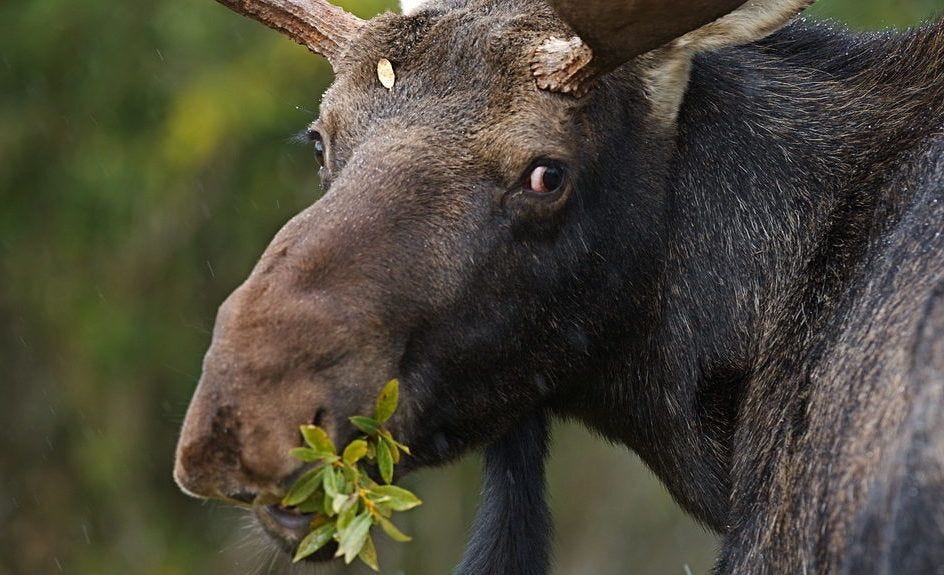 Photo of a moose, mid-bite, looking over its shoulder at the camera