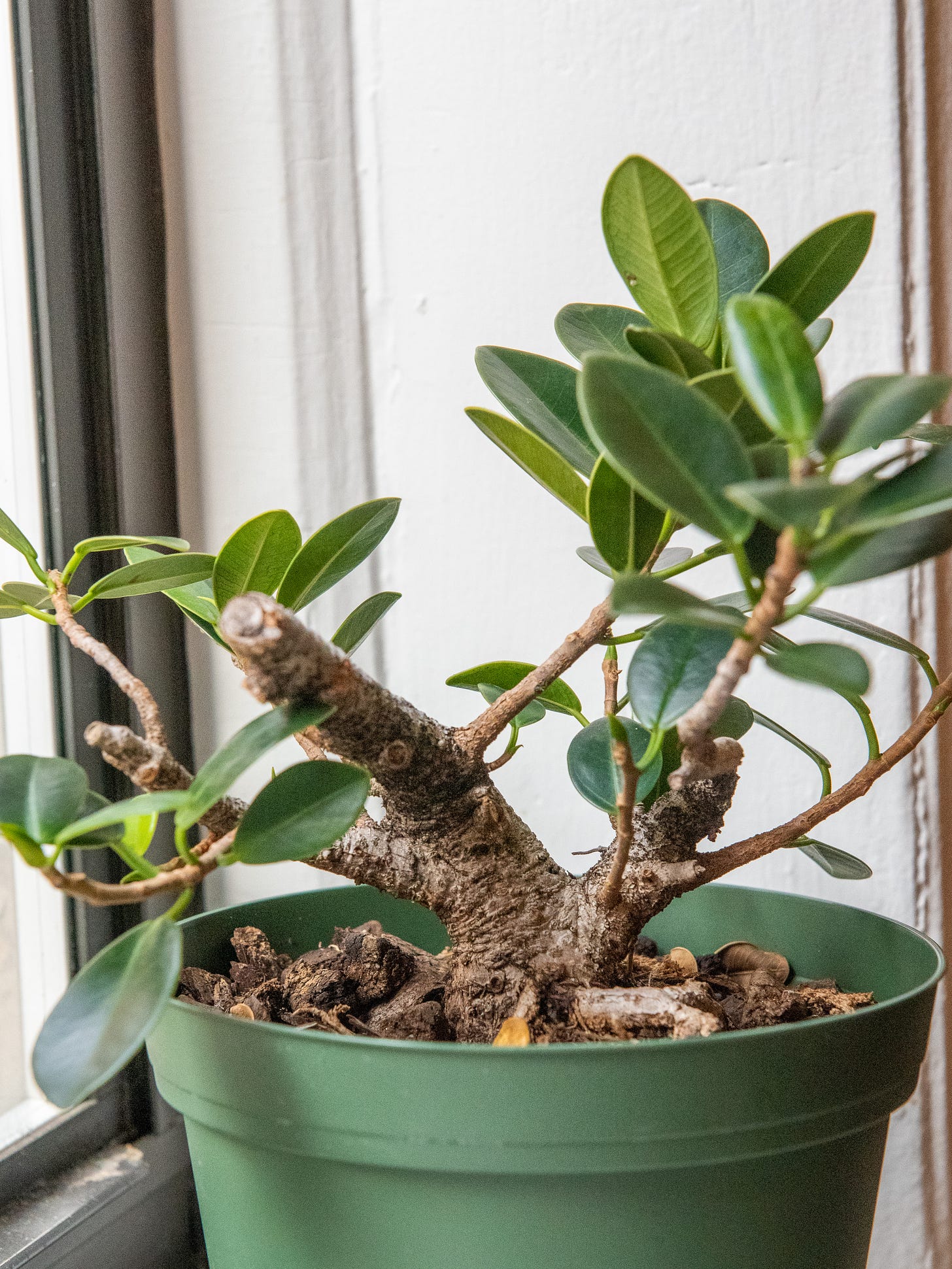 ID: My older, smaller ficus with apical branches removed and a new section of trunk forming.